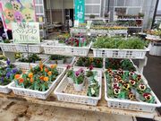 坊ちゃんさんの鴻巣農産物直売所パンジーハウスの投稿写真1