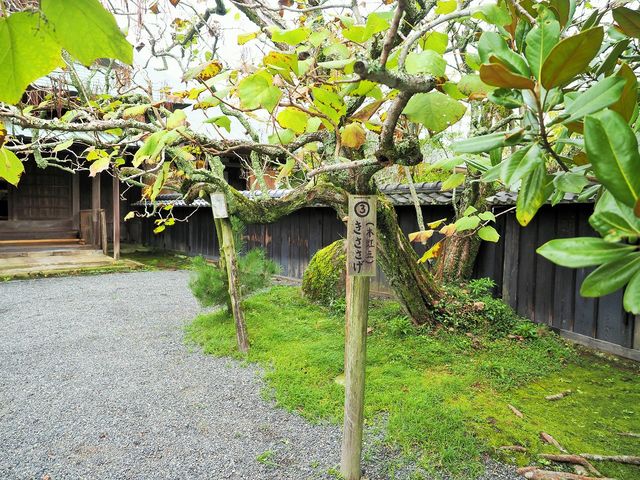 「きささげ」ノウゼンカズラ科の落葉高木で、その実は利尿薬になるそうです_江川邸