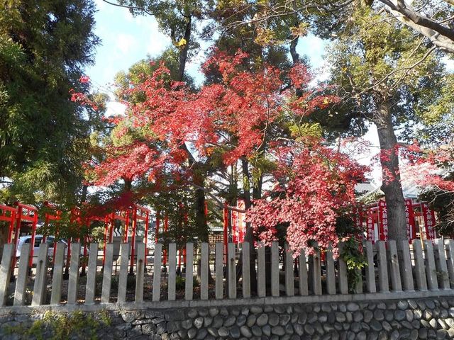 紅葉_大垣八幡神社