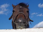 まりもさんの優駿メモリアルパークの投稿写真1