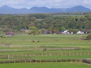 まりもさんの新冠サラブレッド銀座の投稿写真1