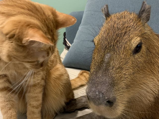 共存できるなんてすばらしい!!_カピバラふれあいと里親募集型ねこカフェ「カピねこカフェ」