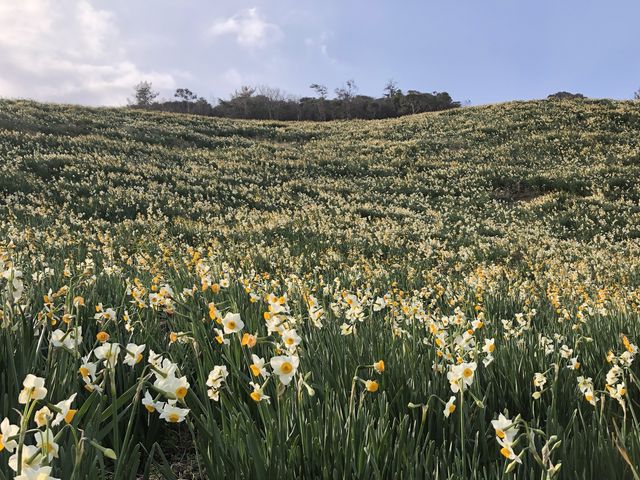 背景は青い日本海、山の斜面に咲く白い日本水仙。春の香りいっぱいです!_唐音水仙公園