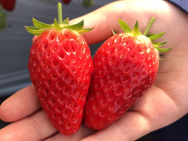 あきひめ。キレイないちごに子どもたちも大喜び_エーアイファーム