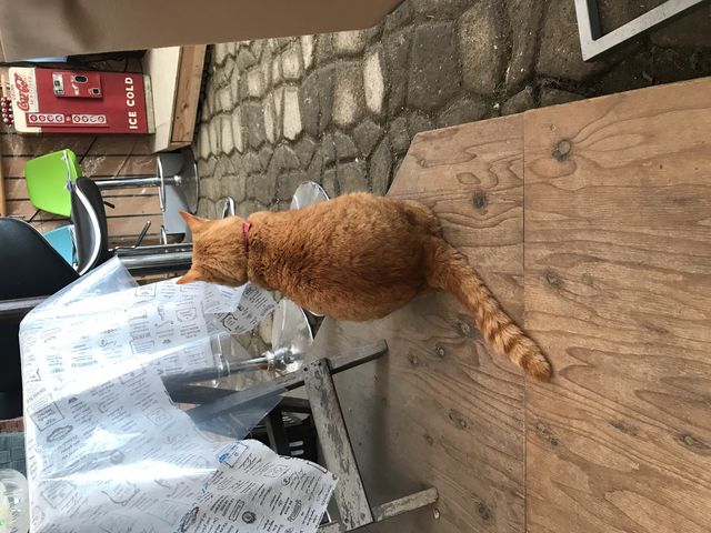 猫のチャーリー_福田ファーム ベリー畑