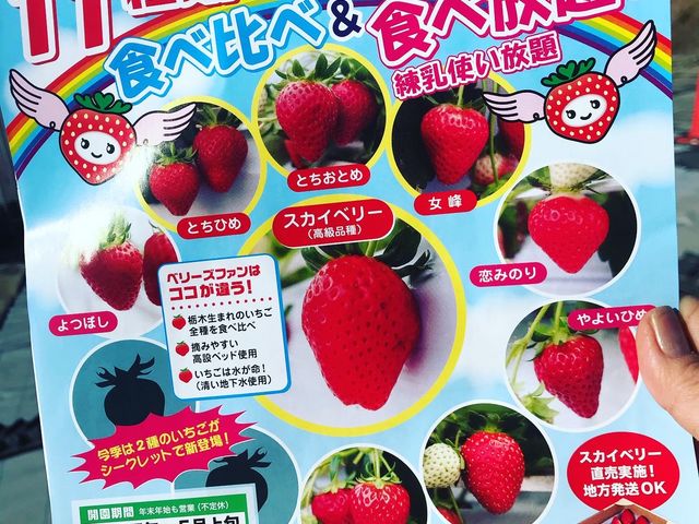 作シーズンより 増えてる_ベリーズファン