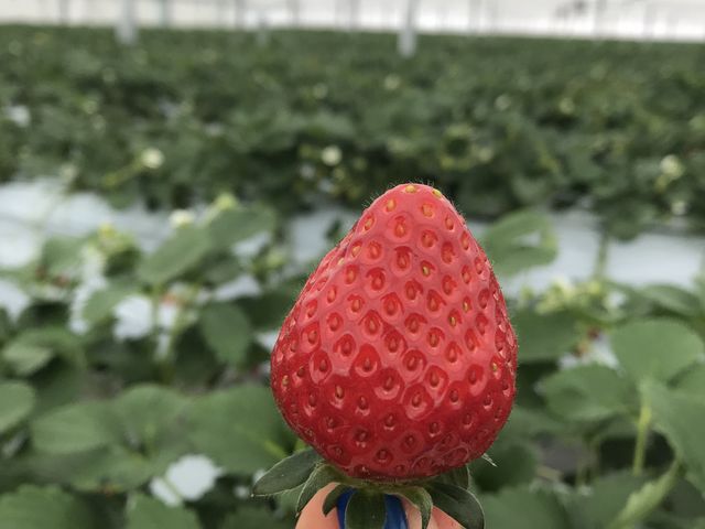 おおきいです!_プロモンテファーム