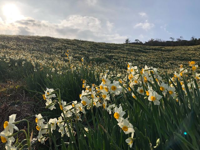 山一面、水仙で覆われています!_唐音水仙公園