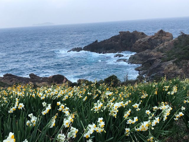 海の青さに白い水仙が映えて!_唐音水仙公園