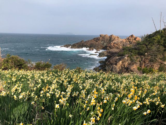 満開の日本水仙!_唐音水仙公園