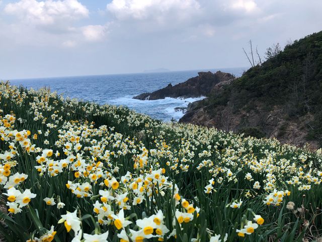 唐音水仙公園_唐音水仙公園