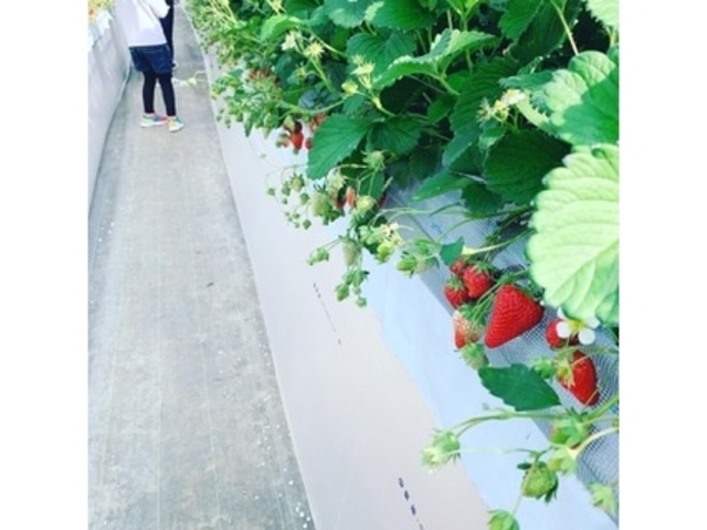 ハウス内_strawberry farm ふじもと