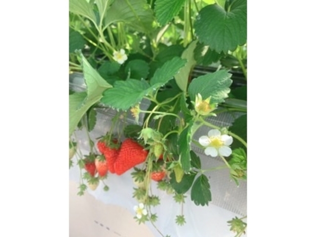 いちご_strawberry farm ふじもと