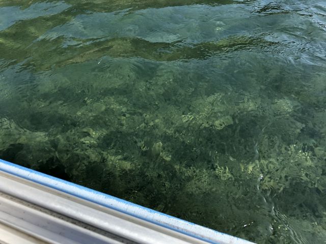 底が見えました。_屋台船四万十の碧