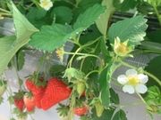 ゆかさんのstrawberry farm ふじもとの投稿写真2