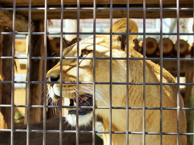 つむぎは2歳で体長約1.5m、体重約100`_茶臼山動物園