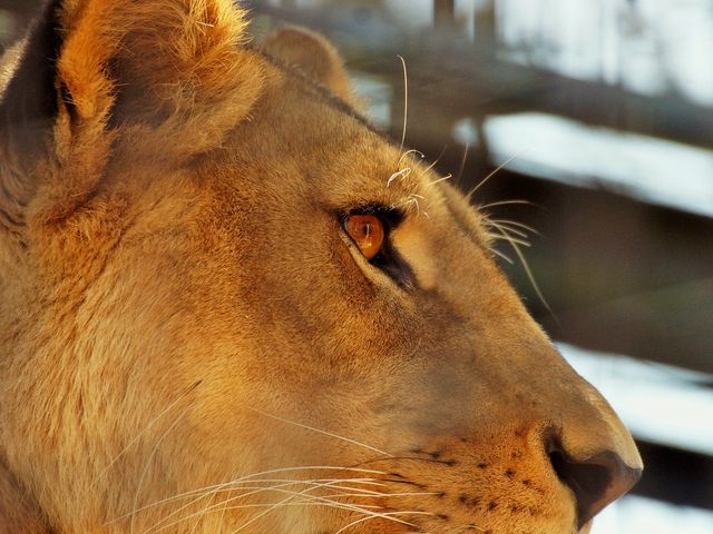 つむぎ_茶臼山動物園
