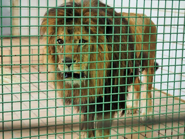 キュウゾウ_茶臼山動物園