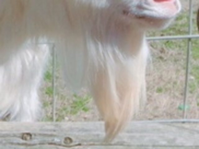 ヤギ、馬、小動物など近くで見れます!_三瀬ルベール牧場どんぐり村