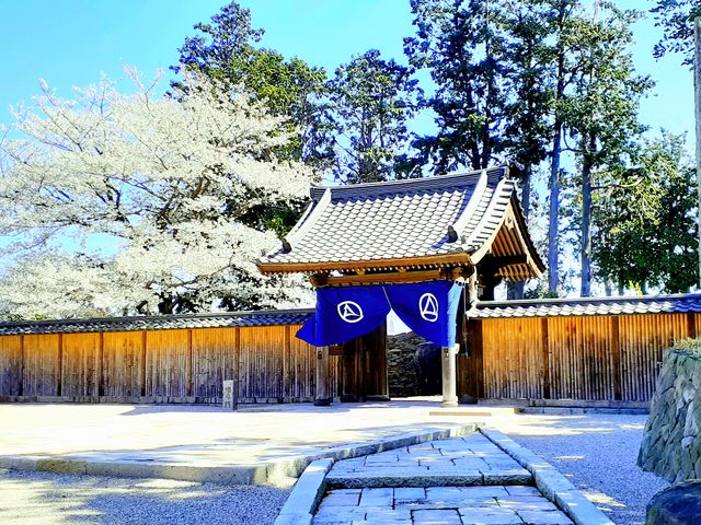 江の浦測候所
桜も咲いております_江之浦測候所