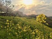 magicoさんの運河水辺公園の投稿写真1
