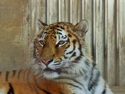雷ちゃんさんの茶臼山動物園の投稿写真6