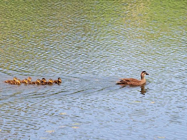 カルガモの親子、母親の後を追い掛ける可愛いヒナ_鏡池