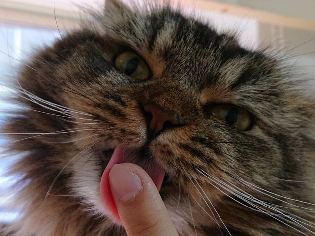 さくらさん可愛い!_猫カフェ にゃーにゃーにゃー
