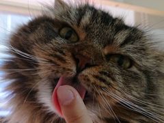 なるさんの猫カフェ にゃーにゃーにゃーへの投稿写真1