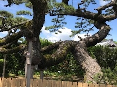 ヒッキーさんの神明神社と石神さんへの投稿写真2