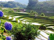 にしさんさんの下赤阪の棚田の投稿写真1