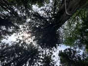 hijikigokeさんの大岩の三又杉の投稿写真3