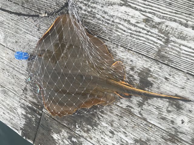 サビキの針に掛かりました。
置き竿をしていたら竿が浮いて焦りました笑_有岡渡船