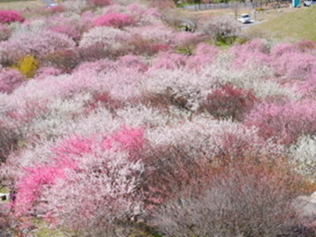梅林_いなべ市農業公園(梅林公園)