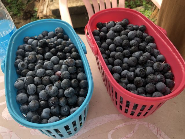 持ち帰り1ケースがいっぱいで約1kgで合計2kg_広石農園