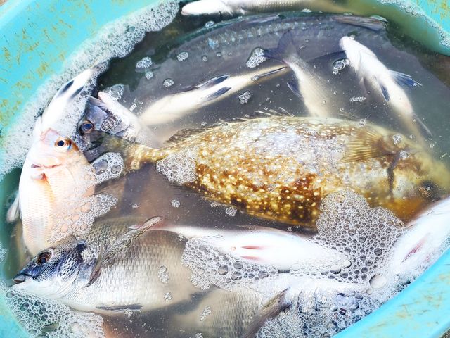 チヌ、鯛、アイゴ_大屋冨の釣筏