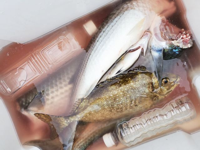 ボラ(特大)_大屋冨の釣筏