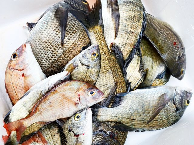 チヌ、鯛_大屋冨の釣筏