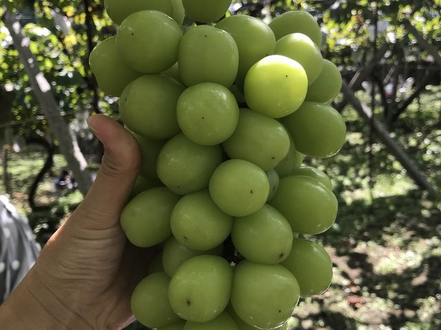 とっても立派なシャインマスカット、甘くて美味しかったです。_御宿農園
