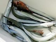 Nanさんの大屋冨の釣筏の投稿写真1