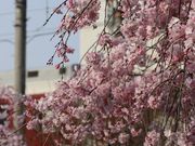 Yanwenliさんの舟戸児童公園の投稿写真5