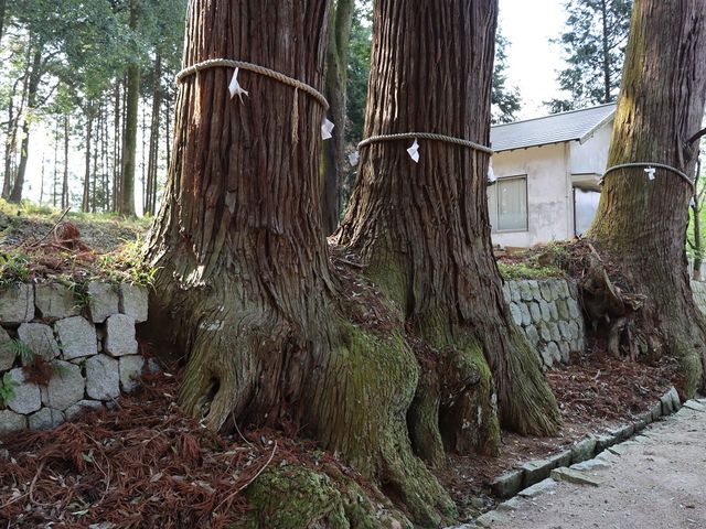枝分かれした杉_諏訪神社