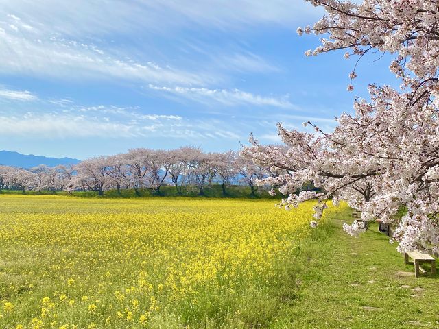 春の藤原宮跡_藤原宮跡
