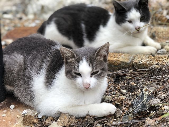 人懐こい猫ちゃん。癒されました。_雲仙地獄
