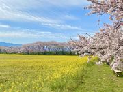 チェさんの藤原宮跡の投稿写真1