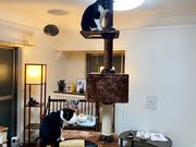 yokoさんのいやし亭ほご猫茶屋の投稿写真1