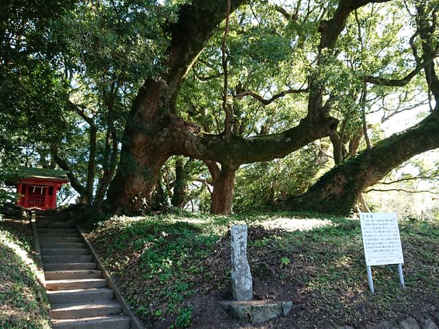 みやびひめさんの千本楠の投稿写真1