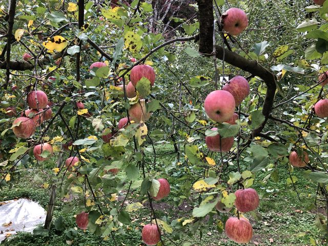 たくさんの種類のリンゴ達_藤田観光りんご園