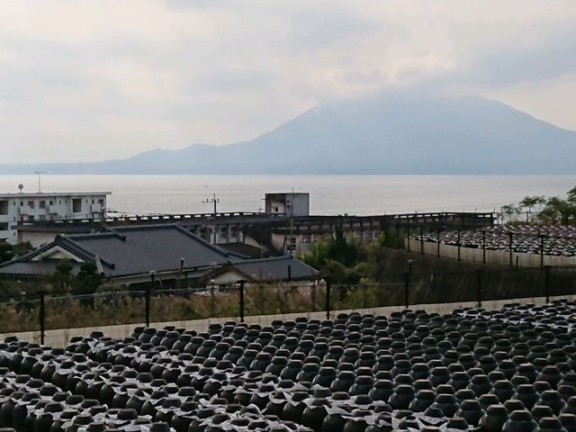 壺畑の先に桜島が悠々と(^o^)v_坂元醸造くろす情報館 壺畑