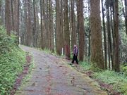 みやびひめさんの龍門司坂(国指定史跡)の投稿写真1